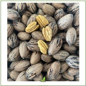Organik Kabuklu Pikan Cevizi (Kg) (Dökme)